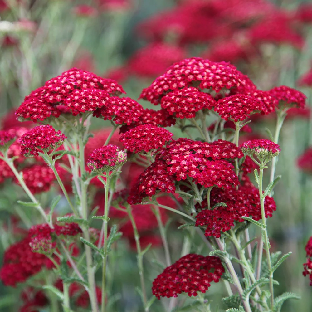 1089  Achillea millefolium  Red Velvet  I  Svenskt namn  :Röllika  I  Krukstorlek   : SQ1  I  Höjd  :  60 cm  I  Blomningstid :  juni-sept