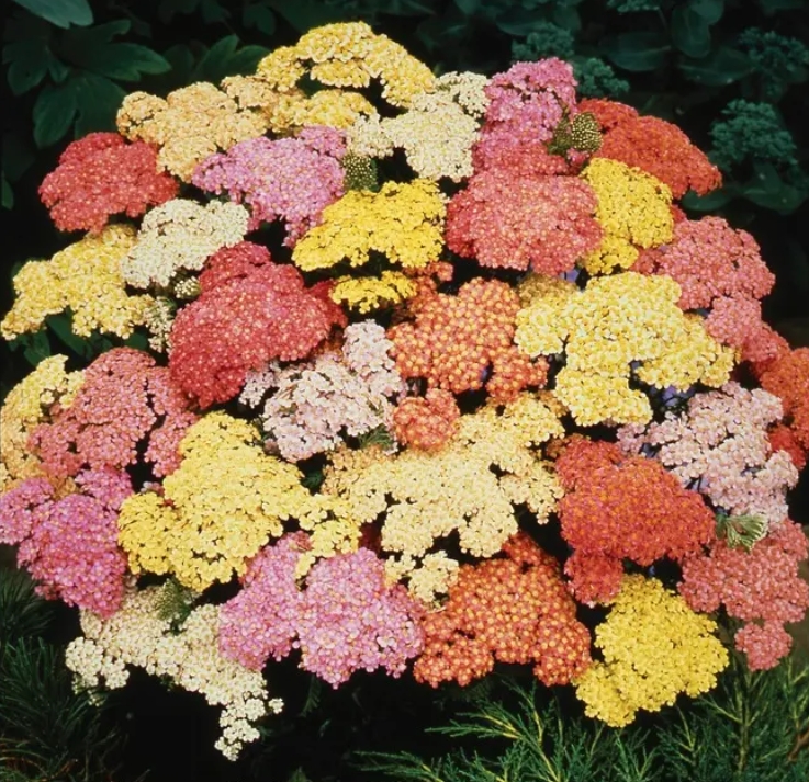 1090  Achillea millefolium  Summer Pastels  I  Svenskt namn  :Röllika  I  Krukstorlek   : SQ1  I  Höjd  :  60 cm  I  Blomningstid :  juni-sept