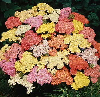 1090  Achillea millefolium  Summer Pastels  I  Svenskt namn  :Röllika  I  Krukstorlek   : SQ1  I  Höjd  :  60 cm  I  Blomningstid :  juni-sept
