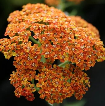 1086  Achillea millefolium  Terracotta  I  Svenskt namn  :Röllika  I  Krukstorlek   : SQ1  I  Höjd  :  70 cm  I  Blomningstid :  juni-sept