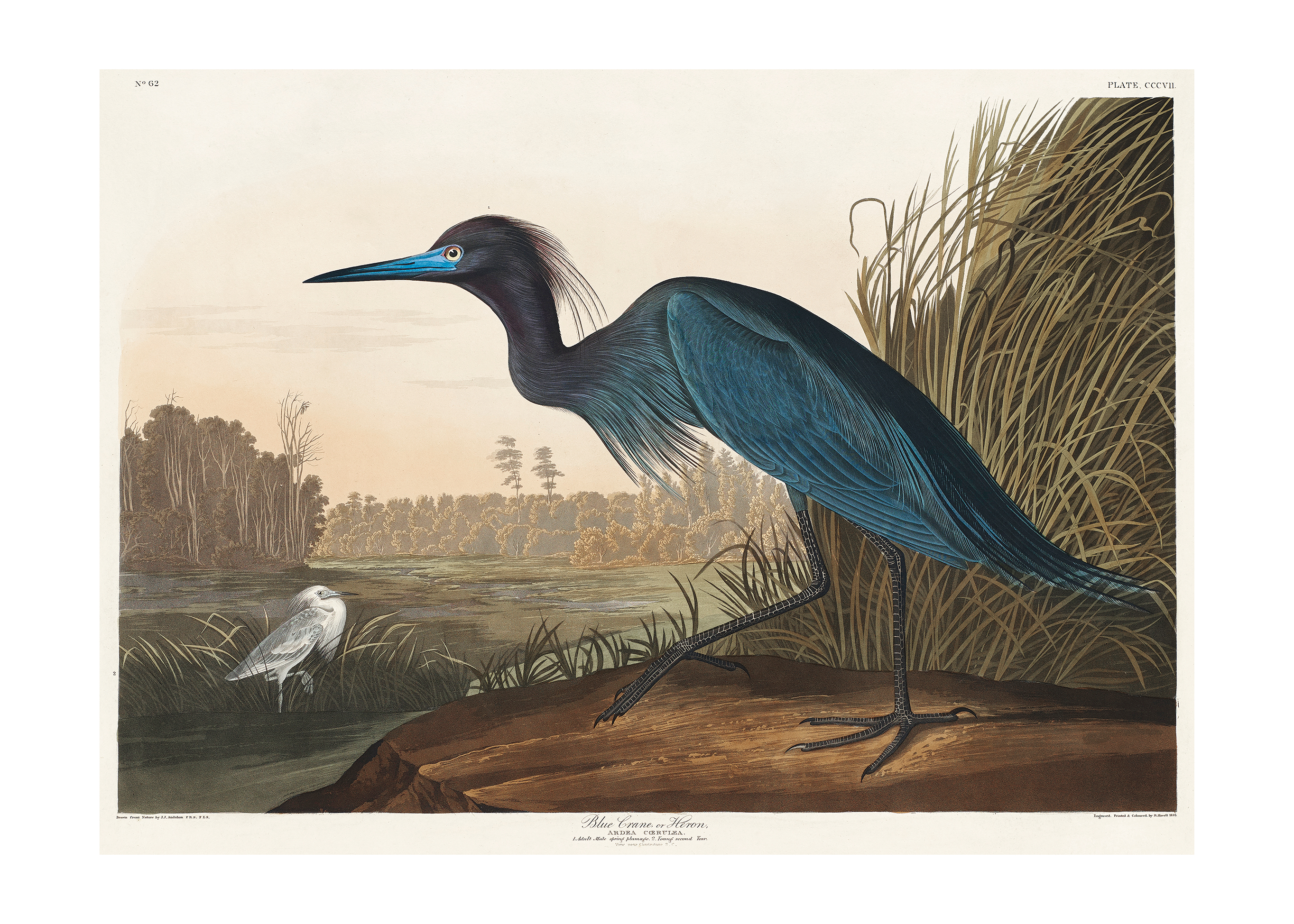 John James Audubon - Blue Heron - Poster - 2