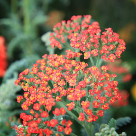 1088  Achillea millefolium  Walther Funcke  I  Svenskt namn  :Röllika  I  Krukstorlek   : SQ1  I  Höjd  :  70 cm  I  Blomningstid :  juni-sept - 3