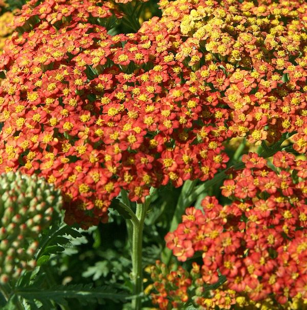 1088  Achillea millefolium  Walther Funcke  I  Svenskt namn  :Röllika  I  Krukstorlek   : SQ1  I  Höjd  :  70 cm  I  Blomningstid :  juni-sept - 2