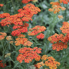 1088  Achillea millefolium  Walther Funcke  I  Svenskt namn  :Röllika  I  Krukstorlek   : SQ1  I  Höjd  :  70 cm  I  Blomningstid :  juni-sept