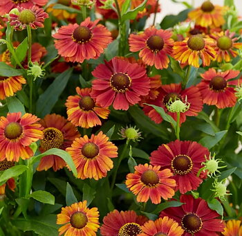 1088  Achillea millefolium  Walther Funcke  I  Svenskt namn  :Röllika  I  Krukstorlek   : SQ1  I  Höjd  :  70 cm  I  Blomningstid :  juni-sept