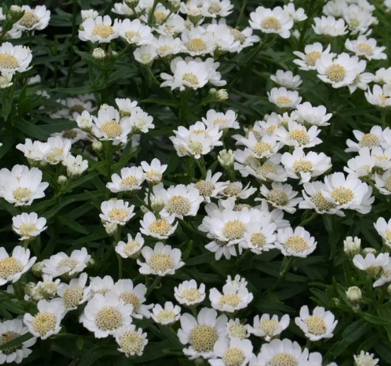 1131  Achillea ptarmica  Nana Compacta  I  Svenskt namn  :Nysört  I  Krukstorlek   : 11c  I  Höjd  :  25 cm  I  Blomningstid :  juli-aug