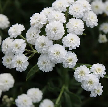 1134  Achillea ptarmica var.multiplex Marsliden  GK ®  I  Svenskt namn  :Vitpytta  I  Krukstorlek   : SQ1  I  Höjd  :  70 cm  I  Blomningstid :  juli-aug