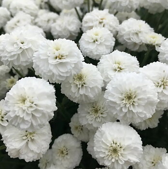 1132  Achillea ptarmica var.multiplex Peter Cottontail  I  Svenskt namn  :Vitpytta  I  Krukstorlek   : SQ1  I  Höjd  :  50 cm  I  Blomningstid :  juli-aug