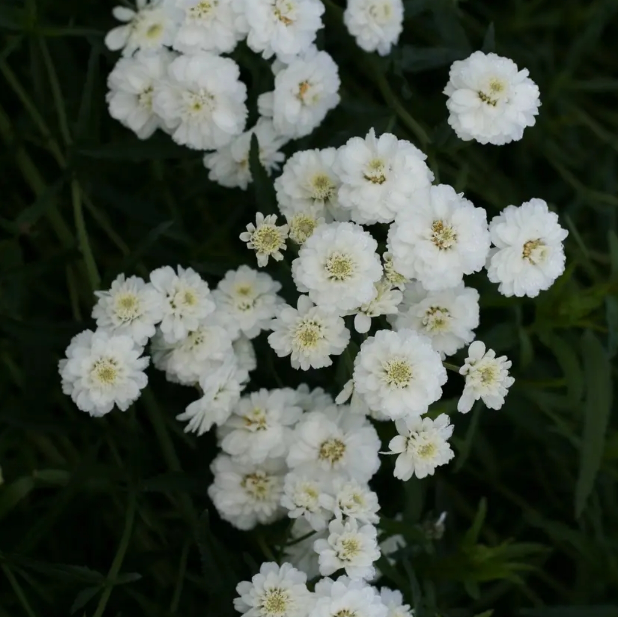 1133  Achillea ptarmica var.multiplex The Pearl  I  Svenskt namn  :Vitpytta  I  Krukstorlek   : SQ1  I  Höjd  :  70 cm  I  Blomningstid :  juli-aug