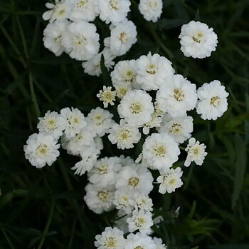 1133  Achillea ptarmica var.multiplex The Pearl  I  Svenskt namn  :Vitpytta  I  Krukstorlek   : SQ1  I  Höjd  :  70 cm  I  Blomningstid :  juli-aug