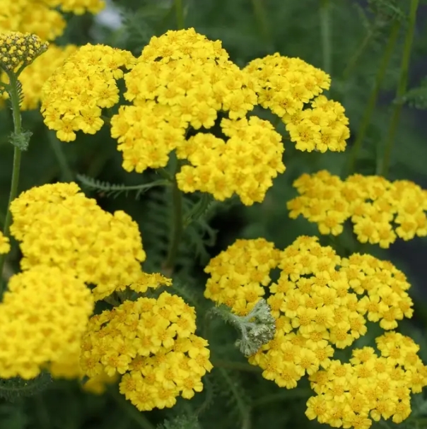 1066  Achillea Little Moonshine (PBR)  I  Svenskt namn  :Gyllenröllika  I  Krukstorlek   : 11c  I  Höjd  :  40 cm  I  Blomningstid :  juni-aug