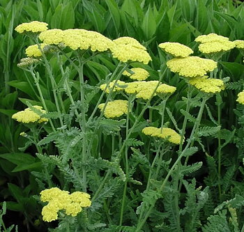 1066  Achillea Moonshine  I  Svenskt namn  :Gyllenröllika  I  Krukstorlek   : 11c/P9  I  Höjd  :  60 cm  I  Blomningstid :  juni-aug