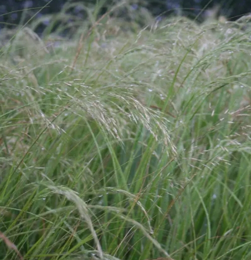 9288  Achnatherum calamagrostis  Allgau  I  Svenskt namn  :Silvergräs  I  Krukstorlek   : SQ1  I  Höjd  :  50/70 cm  I  Blomningstid :  juli-sept