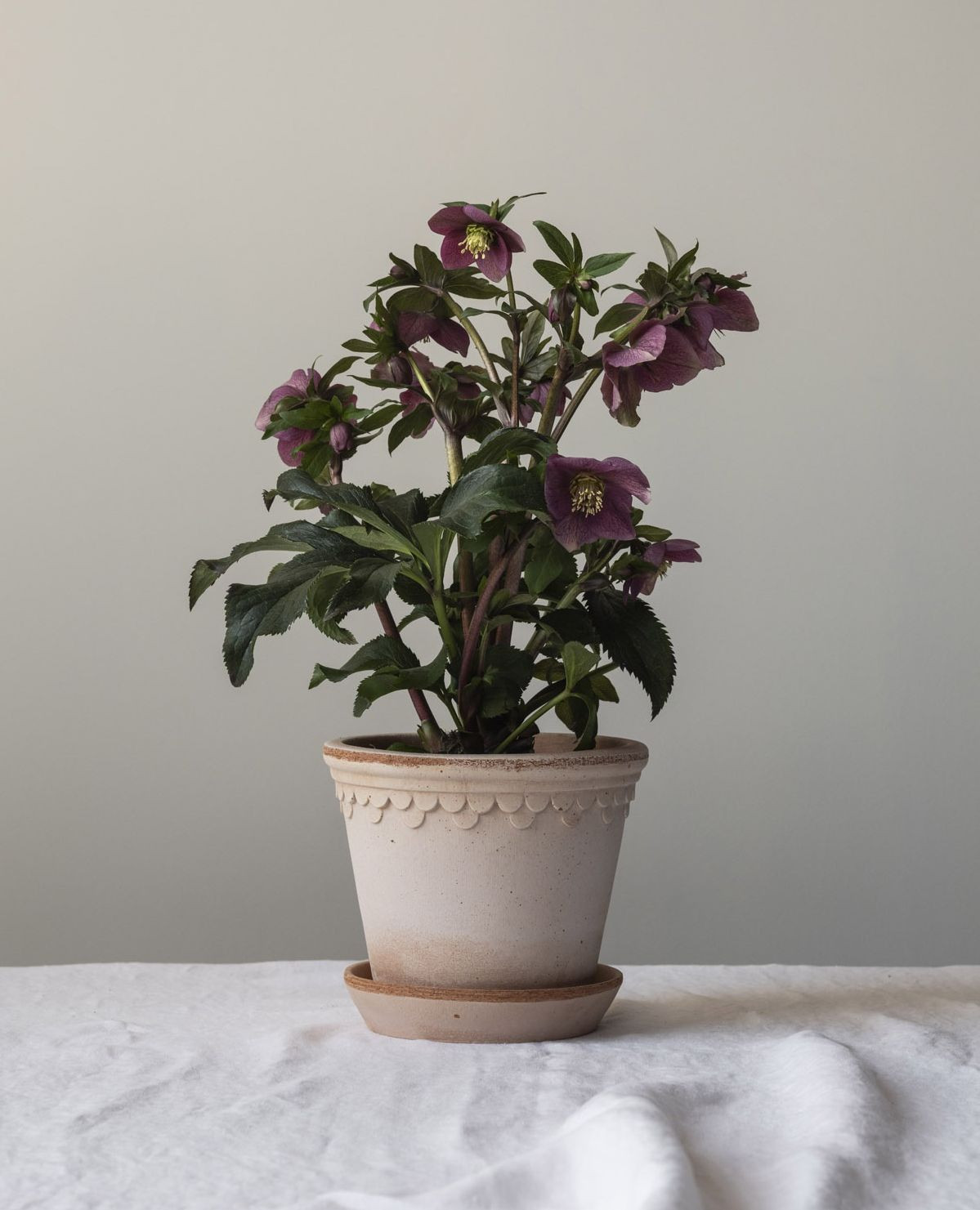Bergs Potter Copenhagen Pot Ø18 cm - Rustic Terracotta - 2