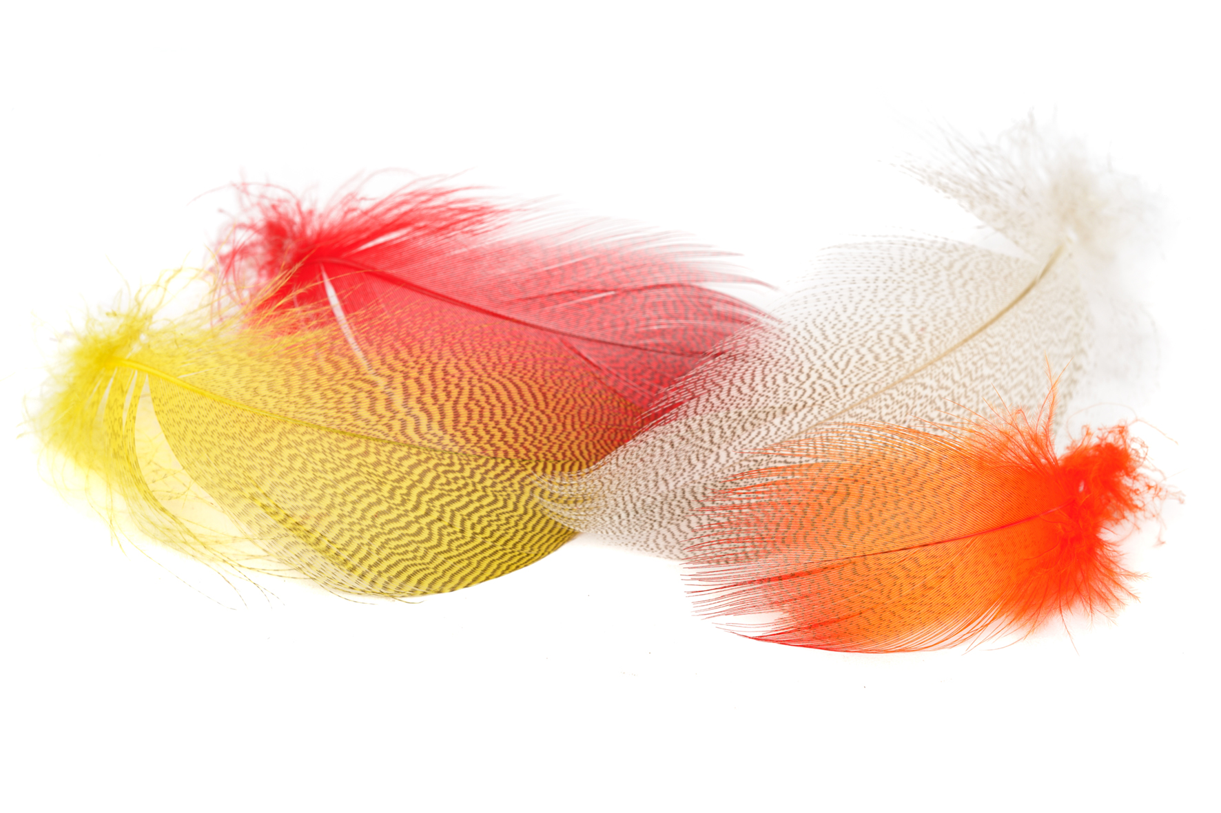 Mallard (gräsand) Barred Flanks - Large