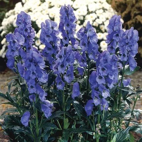 1161  Aconitum carmichaelii  Arendsii  I  Svenskt namn  :Oktoberstormhatt  I  Krukstorlek   : SQ1  I  Höjd  :  130 cm  I  Blomningstid :  aug-sept
