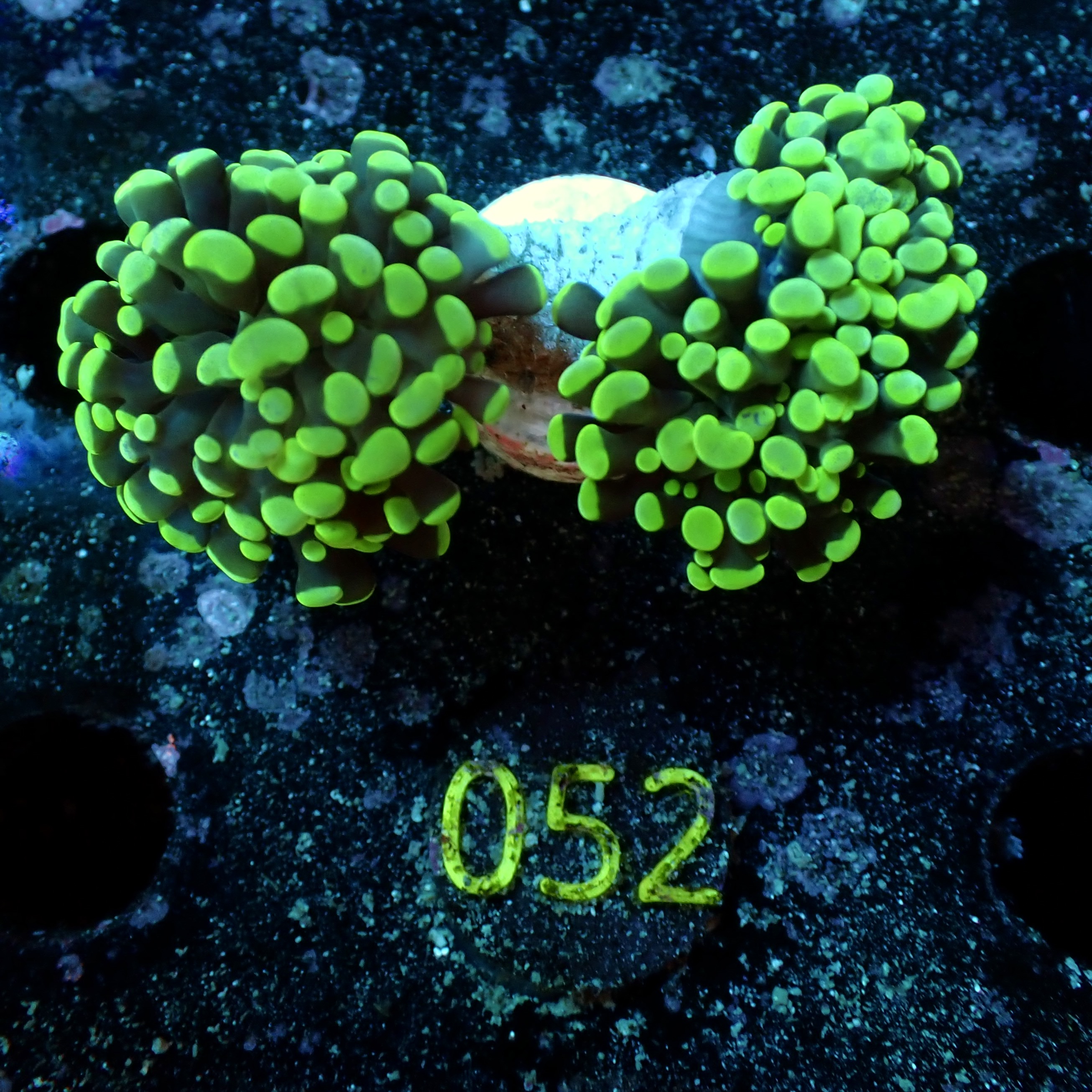 Euphyllia paraancora two-tone green, 2 heads