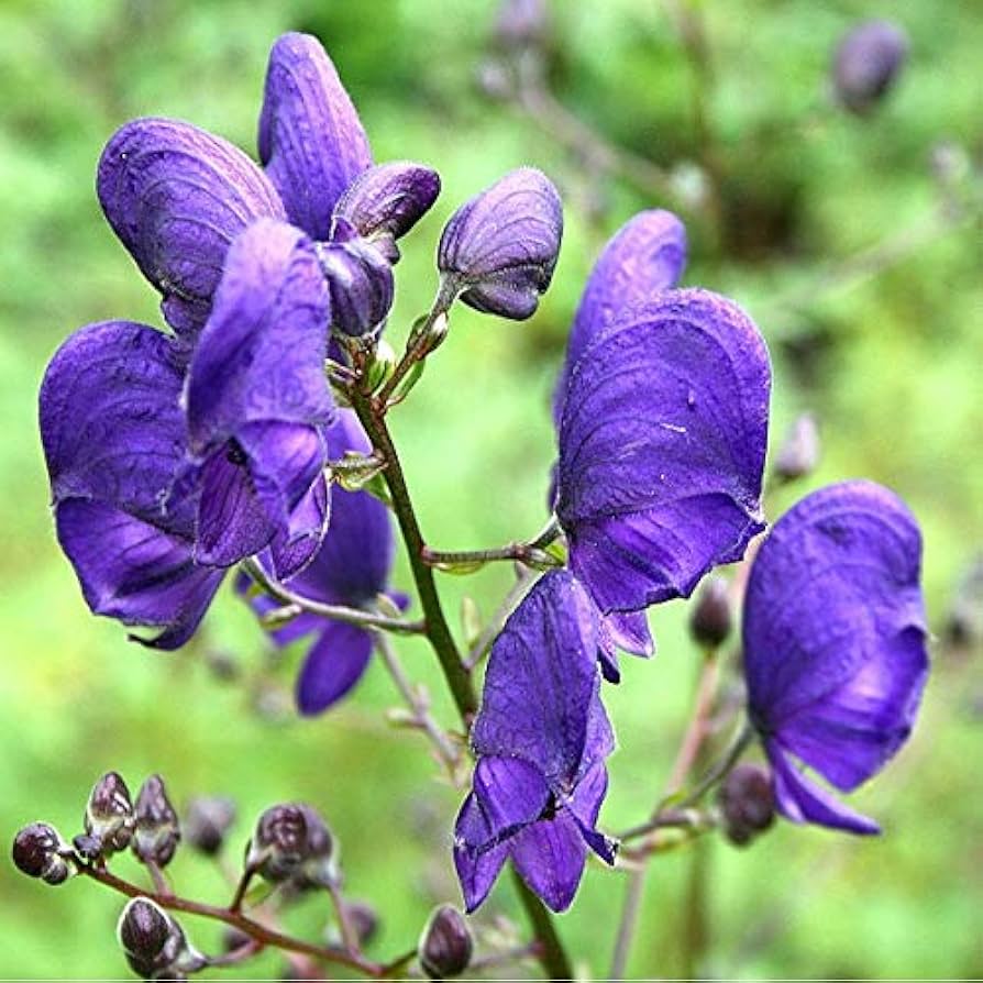 1170  Aconitum napellus  I  Svenskt namn  :Äkta stormhatt  I  Krukstorlek   : SQ1  I  Höjd  :  120 cm  I  Blomningstid :  juli-aug