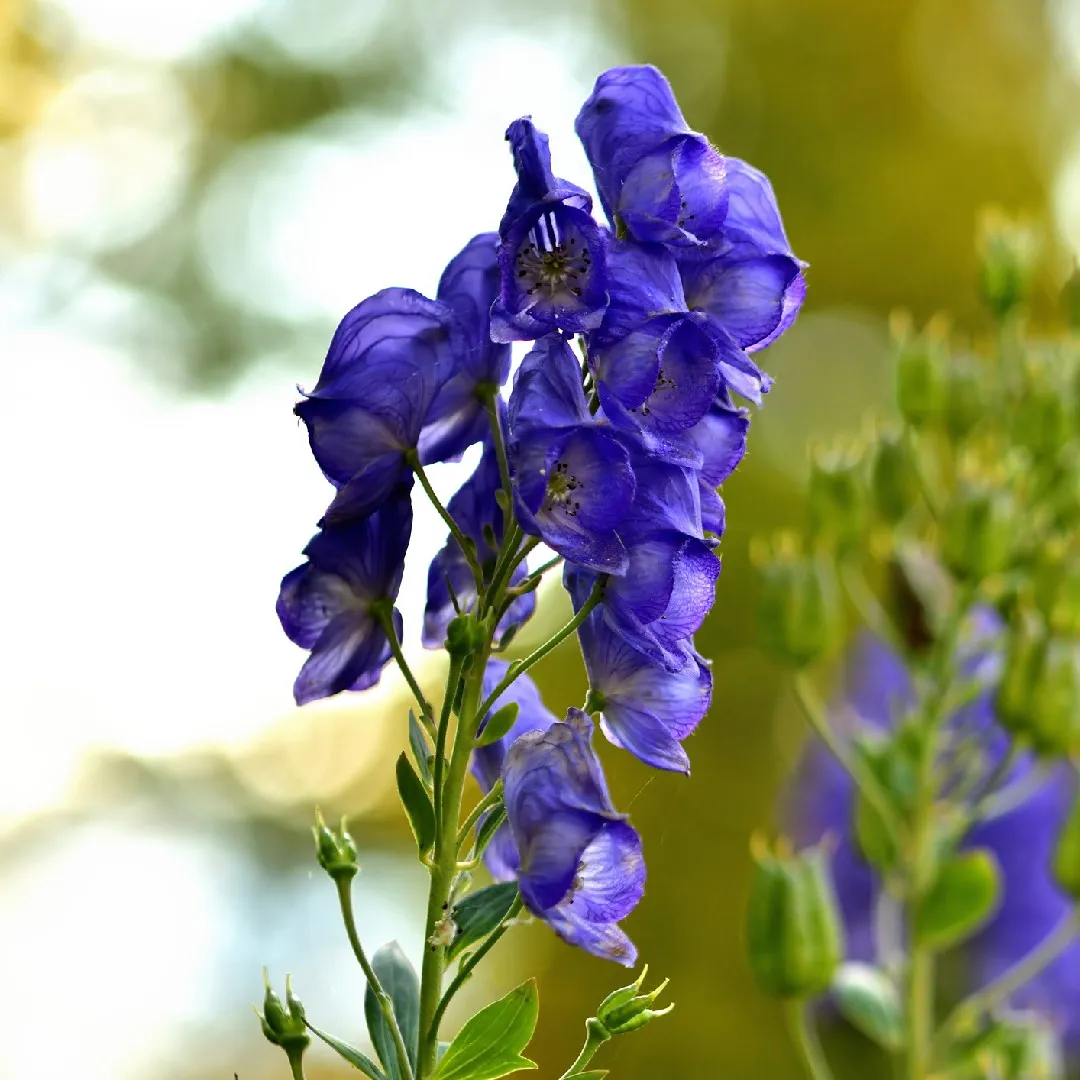 1170  Aconitum napellus  I  Svenskt namn  :Äkta stormhatt  I  Krukstorlek   : SQ1  I  Höjd  :  120 cm  I  Blomningstid :  juli-aug - 2