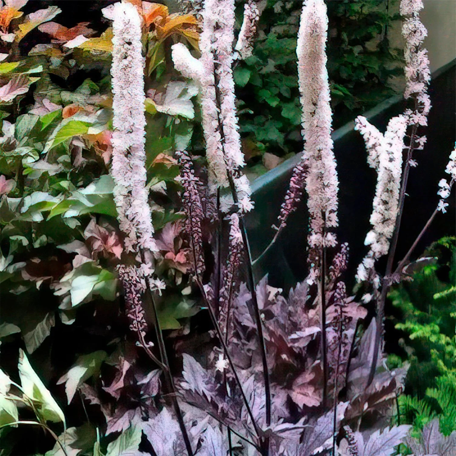 2352  Actaea simplex  Pink Spike 2 L  I  Svenskt namn  :Höstsilverax  I  Krukstorlek   : SQ2  I  Förväntad Höjd  :  60/170 cm  I  Blomningstid :  sept-okt
