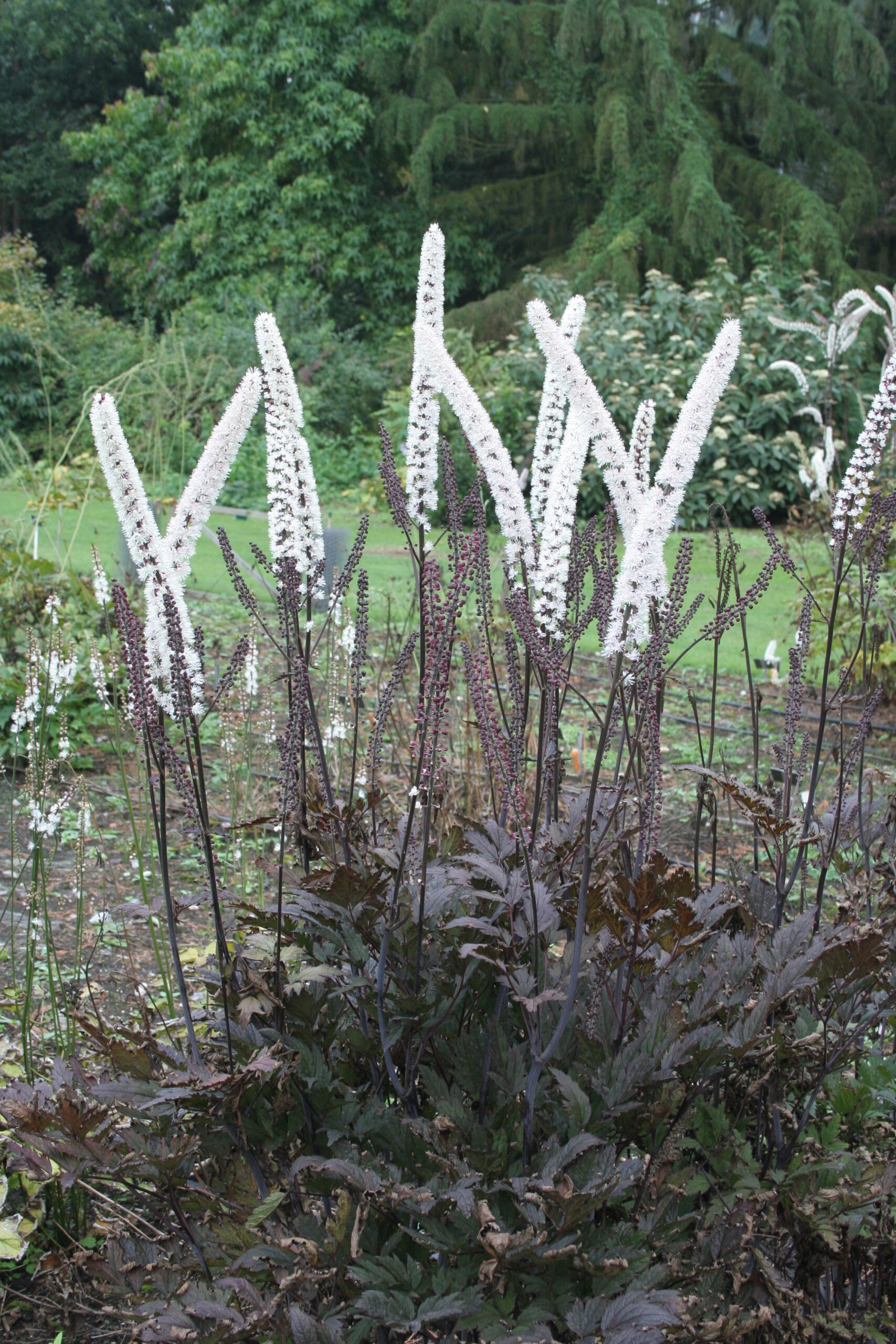 2352  Actaea simplex  Pink Spike 2 L  I  Svenskt namn  :Höstsilverax  I  Krukstorlek   : SQ2  I  Förväntad Höjd  :  60/170 cm  I  Blomningstid :  sept-okt - 2