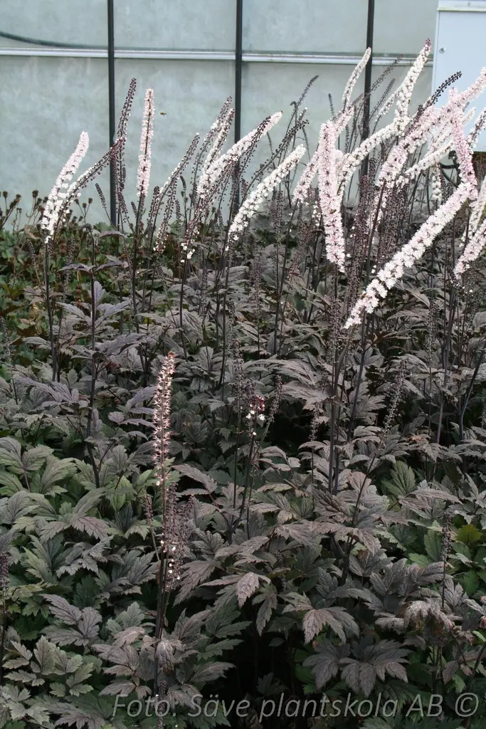 2352  Actaea simplex  Pink Spike 2 L  I  Svenskt namn  :Höstsilverax  I  Krukstorlek   : SQ2  I  Förväntad Höjd  :  60/170 cm  I  Blomningstid :  sept-okt - 3