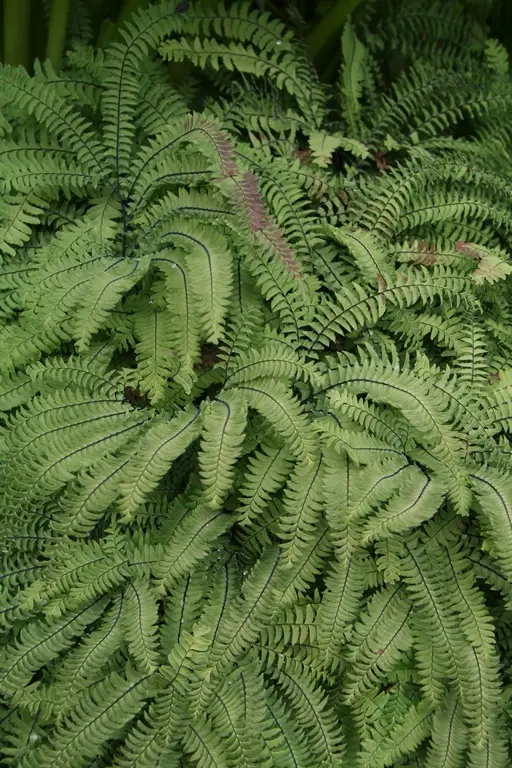 9340  Adiantum aleuticum Imbricatum  I  Svenskt namn  :Serpentinadiantum  I  Krukstorlek   : P9  I  Förväntad Höjd  :  20 cm  I  Blomningstid :  ..... - 3