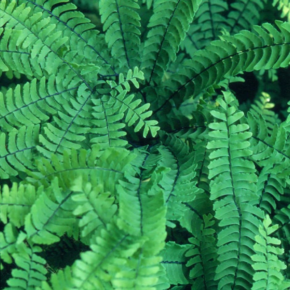 9340  Adiantum aleuticum Imbricatum  I  Svenskt namn  :Serpentinadiantum  I  Krukstorlek   : P9  I  Förväntad Höjd  :  20 cm  I  Blomningstid :  .....