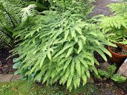 9340  Adiantum aleuticum Imbricatum  I  Svenskt namn  :Serpentinadiantum  I  Krukstorlek   : P9  I  Förväntad Höjd  :  20 cm  I  Blomningstid :  ..... - 2