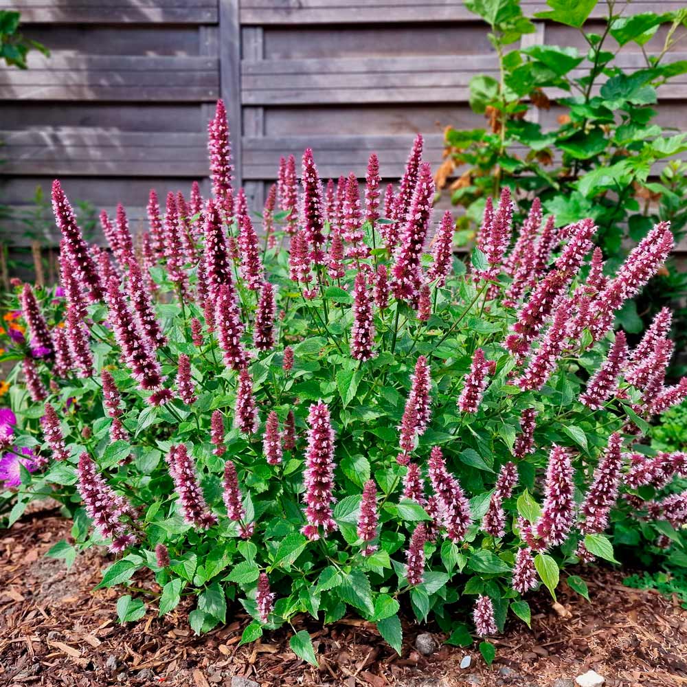 1224  Agastache  Beelicious Pink  I  Svenskt namn  :Anisisop  I  Krukstorlek   : 11c  I  Förväntad Höjd  :  40/60 cm  I  Blomningstid :  juli-sept