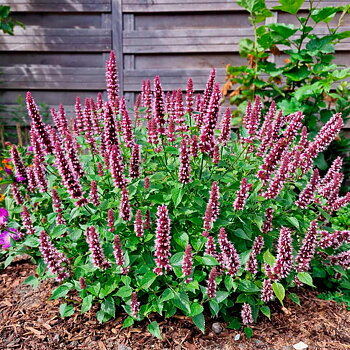 1224  Agastache  Beelicious Pink  I  Svenskt namn  :Anisisop  I  Krukstorlek   : 11c  I  Förväntad Höjd  :  40/60 cm  I  Blomningstid :  juli-sept