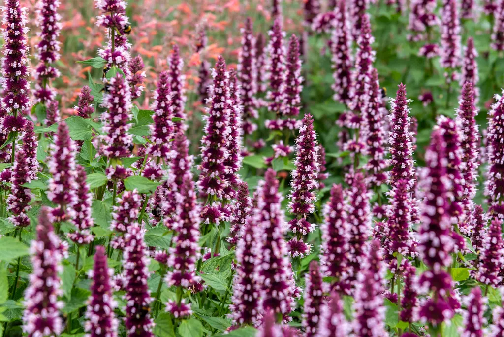 1224  Agastache  Beelicious Pink  I  Svenskt namn  :Anisisop  I  Krukstorlek   : 11c  I  Förväntad Höjd  :  40/60 cm  I  Blomningstid :  juli-sept - 2