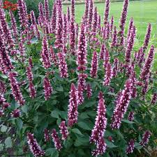 1224  Agastache  Beelicious Pink  I  Svenskt namn  :Anisisop  I  Krukstorlek   : 11c  I  Förväntad Höjd  :  40/60 cm  I  Blomningstid :  juli-sept - 3