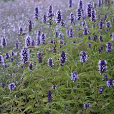 1226  Agastache  Black Adder  I  Svenskt namn  :Anisisop  I  Krukstorlek   : 11c/P9  I  Förväntad Höjd  :  40/60 cm  I  Blomningstid :  juli-sept - 2