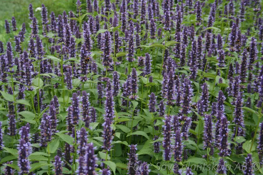 1226  Agastache  Black Adder  I  Svenskt namn  :Anisisop  I  Krukstorlek   : 11c/P9  I  Förväntad Höjd  :  40/60 cm  I  Blomningstid :  juli-sept - 3