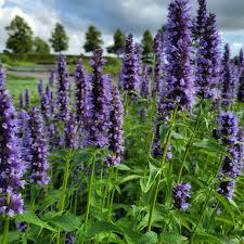 1226  Agastache  Black Adder  I  Svenskt namn  :Anisisop  I  Krukstorlek   : 11c/P9  I  Förväntad Höjd  :  40/60 cm  I  Blomningstid :  juli-sept