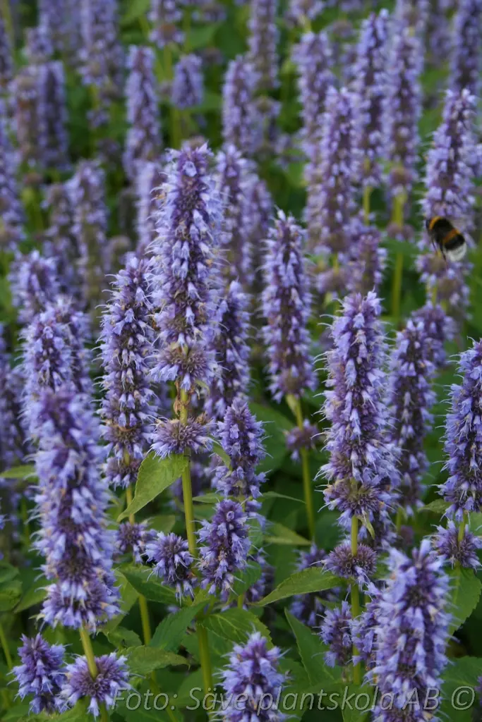 1230  Agastache  Blue Fortune  I  Svenskt namn  :Anisisop  I  Krukstorlek   : 11c/P9  I  Förväntad Höjd  :  40/60 cm  I  Blomningstid :  juli-sept - 3