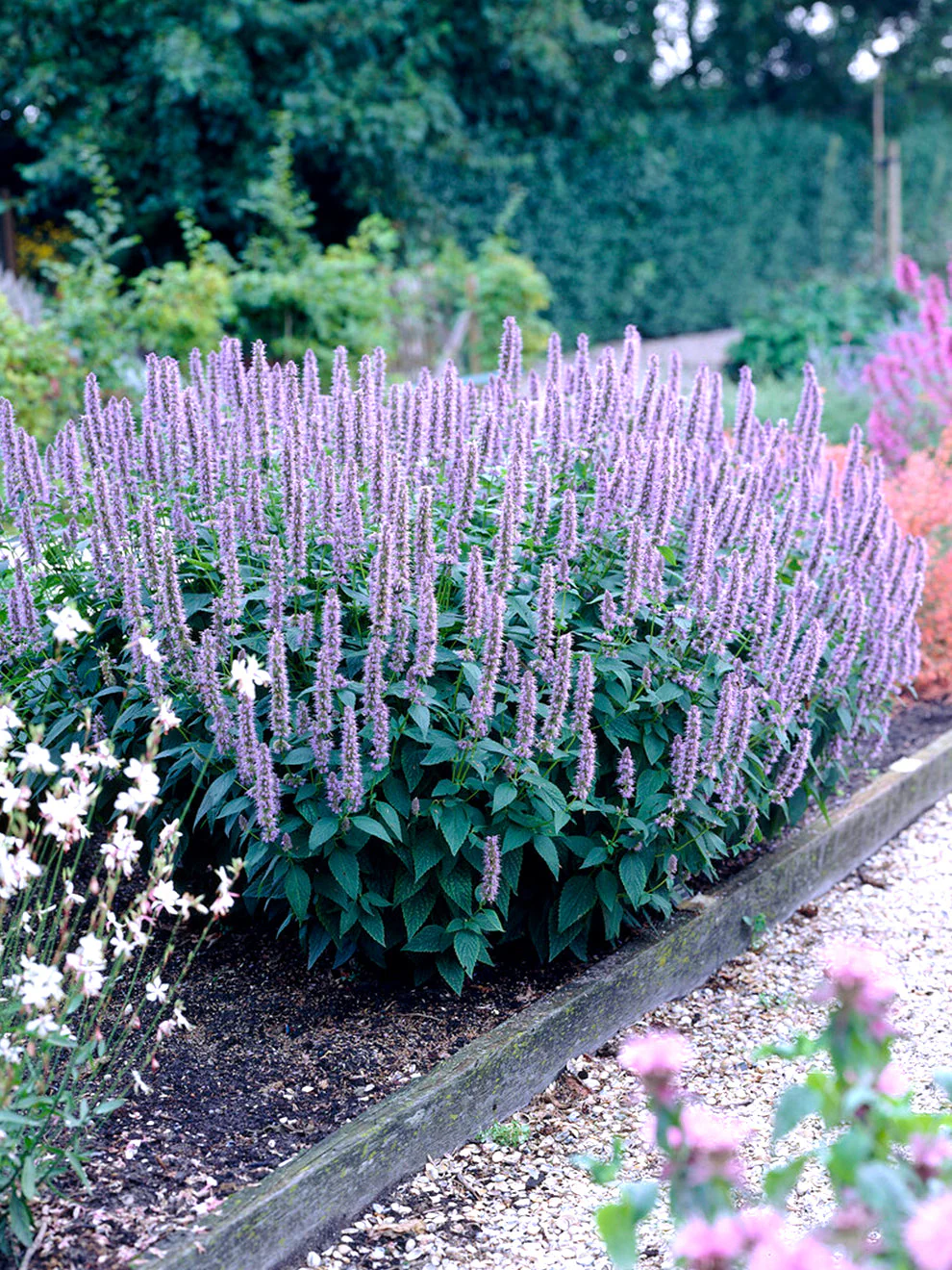 1230  Agastache  Blue Fortune  I  Svenskt namn  :Anisisop  I  Krukstorlek   : 11c/P9  I  Förväntad Höjd  :  40/60 cm  I  Blomningstid :  juli-sept - 2
