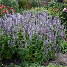 1230  Agastache  Blue Fortune  I  Svenskt namn  :Anisisop  I  Krukstorlek   : 11c/P9  I  Förväntad Höjd  :  40/60 cm  I  Blomningstid :  juli-sept