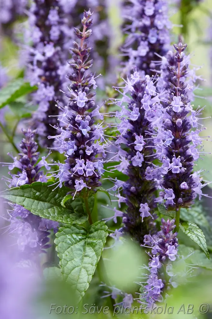 1225  Agastache  Little Adder  I  Svenskt namn  :Anisisop  I  Krukstorlek   : 11c  I  Förväntad Höjd  :  20/30 cm  I  Blomningstid :  juli-sept - 2