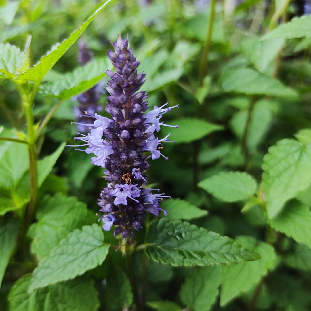 1225  Agastache  Little Adder  I  Svenskt namn  :Anisisop  I  Krukstorlek   : 11c  I  Förväntad Höjd  :  20/30 cm  I  Blomningstid :  juli-sept - 3