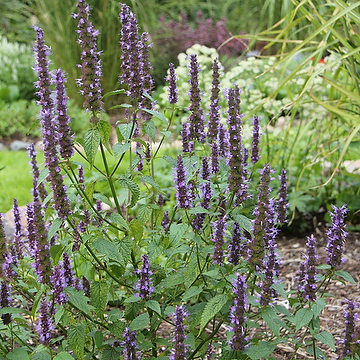 1225  Agastache  Little Adder  I  Svenskt namn  :Anisisop  I  Krukstorlek   : 11c  I  Förväntad Höjd  :  20/30 cm  I  Blomningstid :  juli-sept