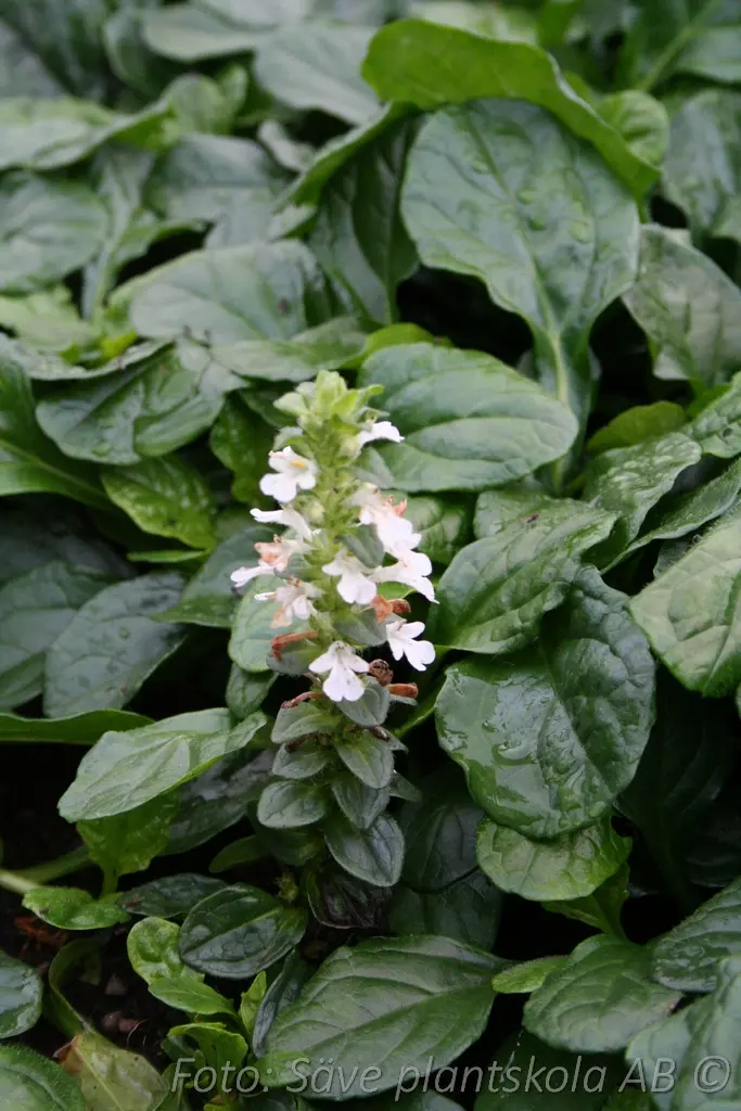 1236  Ajuga reptans  Alba  I  Svenskt namn  :Revsuga  I  Krukstorlek   : 11c  I  Förväntad Höjd  :  15 cm  I  Blomningstid :  juni - 3