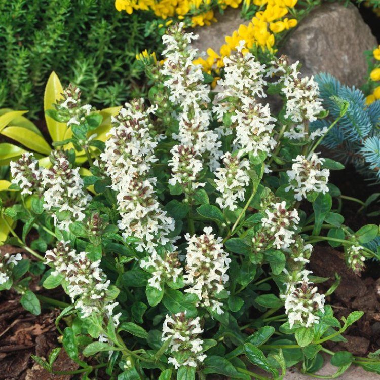 1236  Ajuga reptans  Alba  I  Svenskt namn  :Revsuga  I  Krukstorlek   : 11c  I  Förväntad Höjd  :  15 cm  I  Blomningstid :  juni