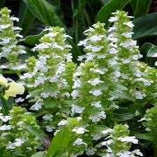 1236  Ajuga reptans  Alba  I  Svenskt namn  :Revsuga  I  Krukstorlek   : 11c  I  Förväntad Höjd  :  15 cm  I  Blomningstid :  juni - 2