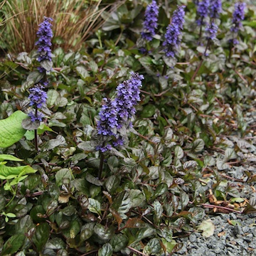 1245  Ajuga reptans  Braunherz  I  Svenskt namn  :Revsuga  I  Krukstorlek   : 11c  I  Förväntad Höjd  :  15 cm  I  Blomningstid :  juni
