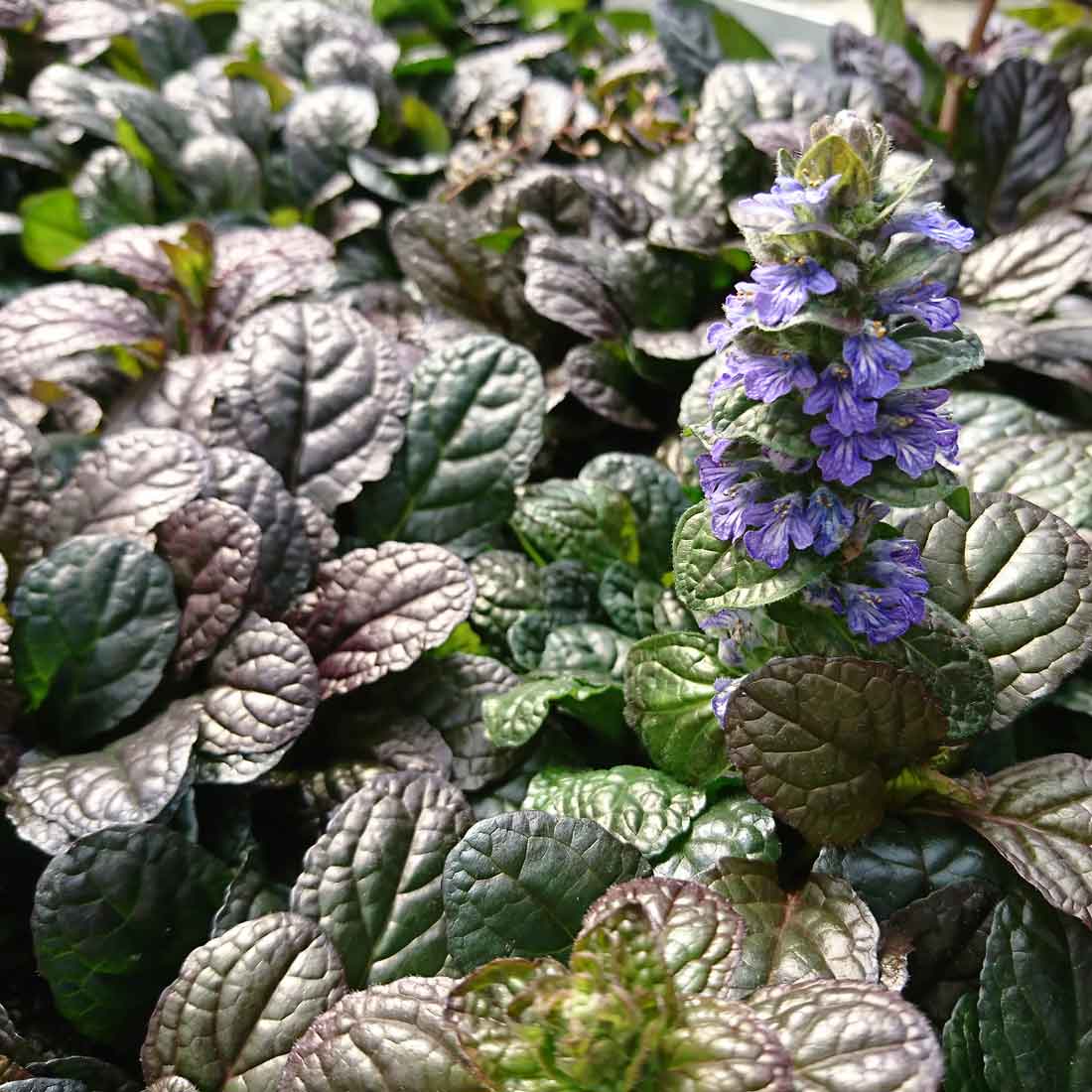 1245  Ajuga reptans  Braunherz  I  Svenskt namn  :Revsuga  I  Krukstorlek   : 11c  I  Förväntad Höjd  :  15 cm  I  Blomningstid :  juni - 2