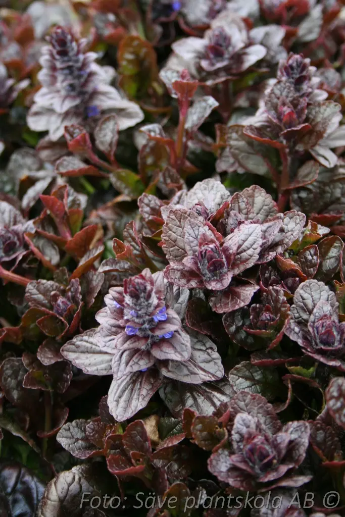1245  Ajuga reptans  Braunherz  I  Svenskt namn  :Revsuga  I  Krukstorlek   : 11c  I  Förväntad Höjd  :  15 cm  I  Blomningstid :  juni - 3
