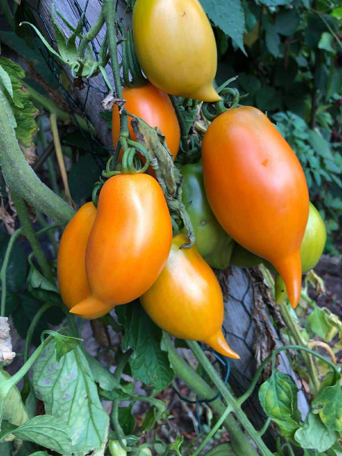 Tomatmannens Tomat Buratino, 5 frö Nyhet 2026!