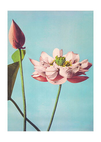 Ogawa Kazumasa - Lotus Flowers - Poster